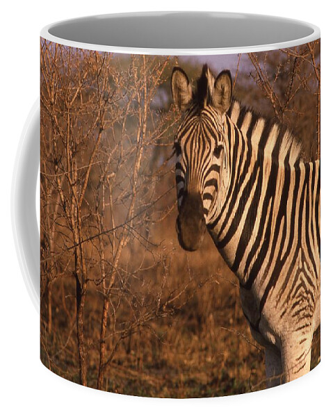 Africa Coffee Mug featuring the photograph Zebra Portrait at Sunset by Russ Considine