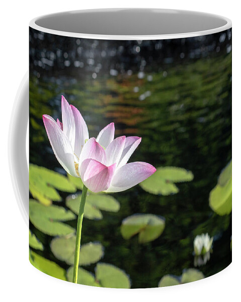 Zen Beauty Coffee Mug featuring the photograph Zen Beauty by Patty Colabuono