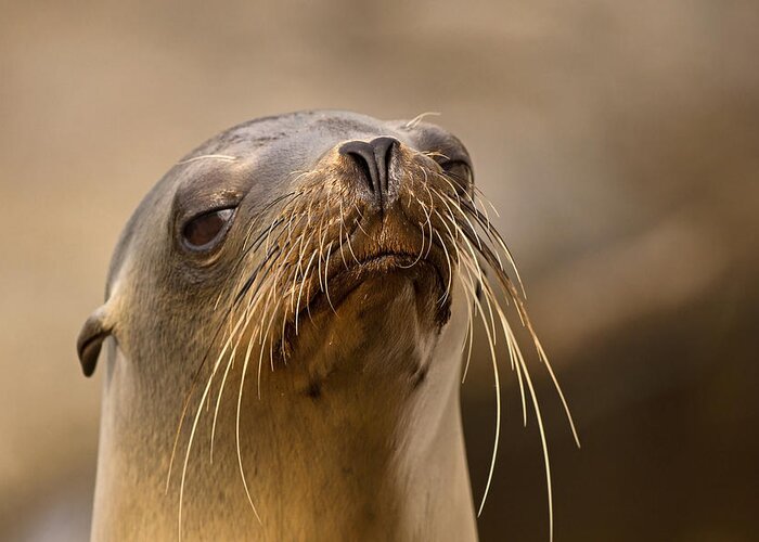 Sea Lion Greeting Card featuring the photograph A Condescending Attitude by Theo O'Connor