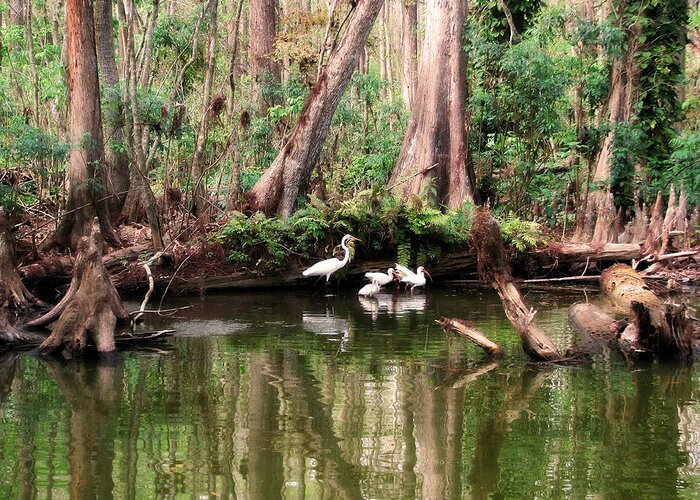 Nature Greeting Card featuring the photograph Cypress Swamp by Peggy Urban