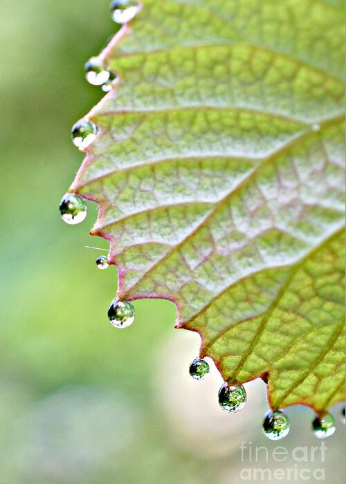  Dewy Grape Leaf Print Greeting Card featuring the photograph Dewy Grape Leaf by Lila Fisher-Wenzel
