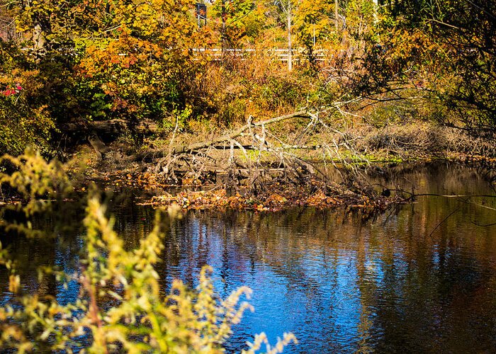 Fall Foliage Greeting Card featuring the photograph Fall Foliage at Nissequogue River by Susan Jensen