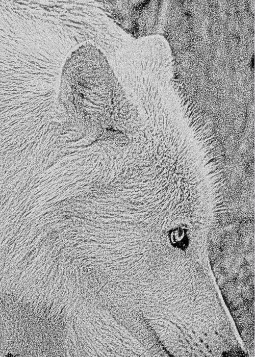 Gentle Arctic Wolf Greeting Card featuring the digital art Gentle Arctic Wolf by Debra   Vatalaro