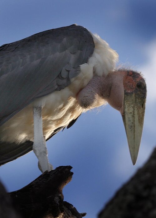 Serengeti Greeting Card featuring the photograph Maribou Stork by Joseph G Holland