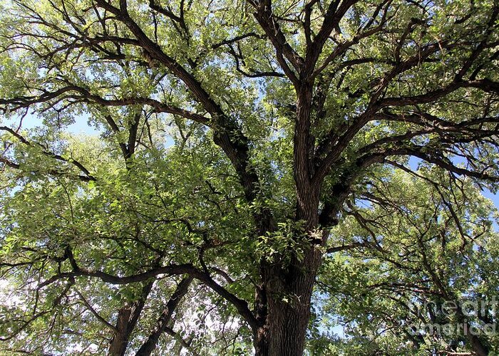 Oak Trees Greeting Card featuring the photograph Oak tree by Yumi Johnson