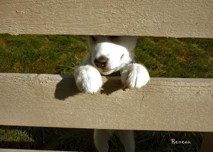 Pooch Greeting Card featuring the photograph Pooch Prisoner by A L Sadie Reneau
