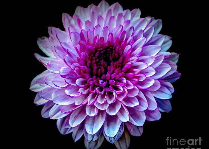 Nature Greeting Card featuring the photograph Purple On Black by Michelle Meenawong