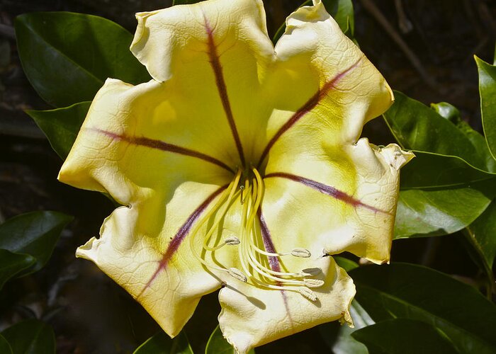 Golden Chalice Vine Greeting Card featuring the photograph  Cup of Gold Solandra Maxima by Venetia Featherstone-Witty