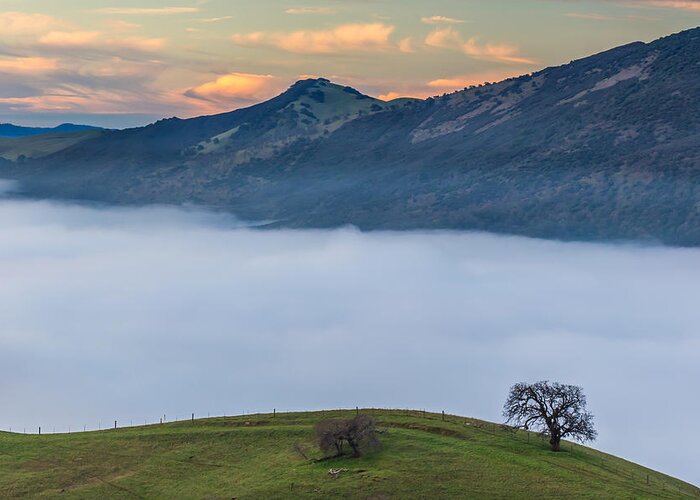 Landscape Greeting Card featuring the photograph Tree Above Fog at Round Valley by Marc Crumpler