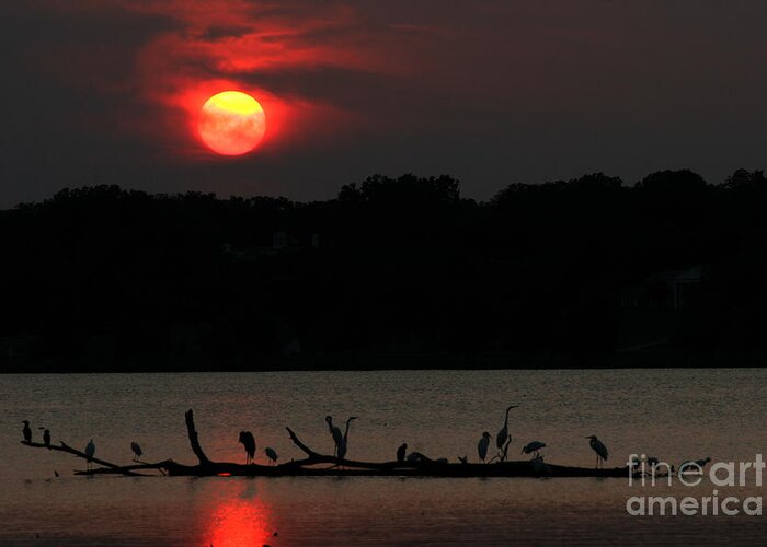 Lanndscape Greeting Card featuring the photograph 0016 White Rock Lake Dallas Texas by Francisco Pulido