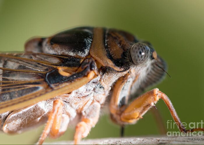 Cicadetta Montana Greeting Card featuring the photograph 04 New forest cicada by Jivko Nakev