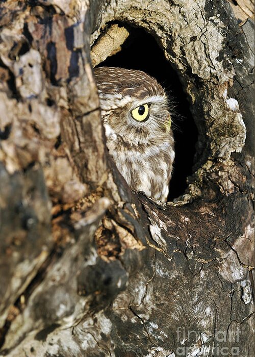 Little Owl Greeting Card featuring the photograph 090811p325 by Arterra Picture Library