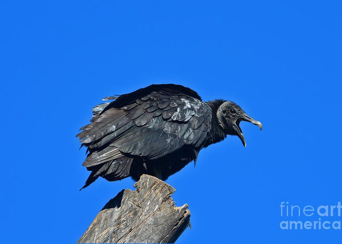  Greeting Card featuring the photograph 23- Black Vulture #1 by Joseph Keane