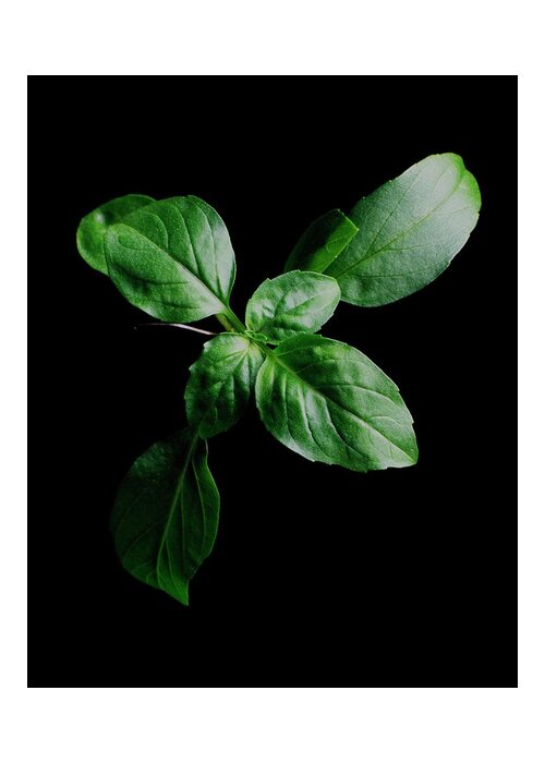 Herbs Greeting Card featuring the photograph A Sprig Of Basil by Romulo Yanes