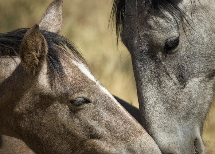 Wild Horses Greeting Card featuring the photograph A Tender Moment #2 by Saija Lehtonen