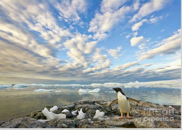 00345612 Greeting Card featuring the photograph Adelie Penguin Flapping Wings by Yva Momatiuk John Eastcott