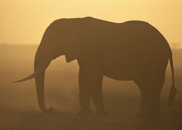 Feb0514 Greeting Card featuring the photograph African Elephant At Sunset Amboseli #1 by Gerry Ellis