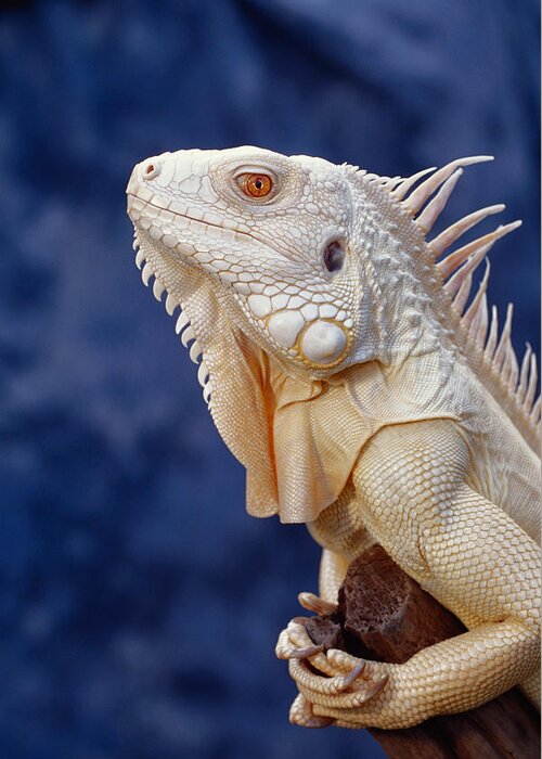 Albinic Greeting Card featuring the photograph Albino Green Iguana #1 by Steve Cooper