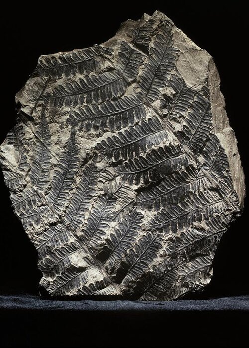 Alethopteris Greeting Card featuring the photograph Alethopteris Seed Fern Fossil #1 by Gilles Mermet