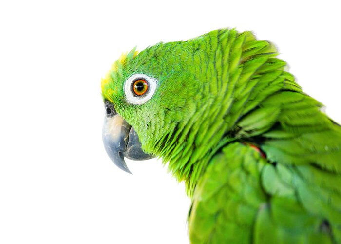Parrot Greeting Card featuring the photograph Amazon parrot #1 by Alexey Stiop