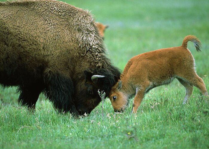 00761115 Greeting Card featuring the photograph American Bison Cow And Calf #2 by Suzi Eszterhas