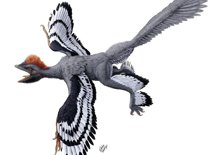 Anchiornis Huxleyi Greeting Card featuring the photograph Anchiornis Huxleyi Feathered Dinosaur by Julius T Csotonyi/science Photo Library