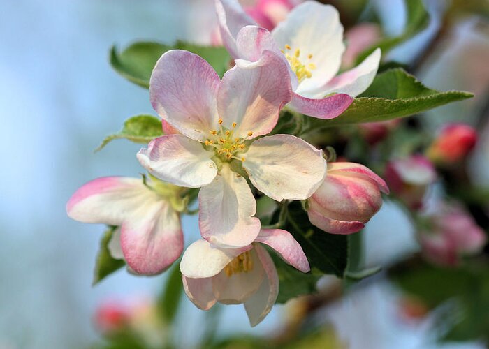 Apple Blossom Greeting Card featuring the photograph Apple Blossom #2 by Kristin Elmquist
