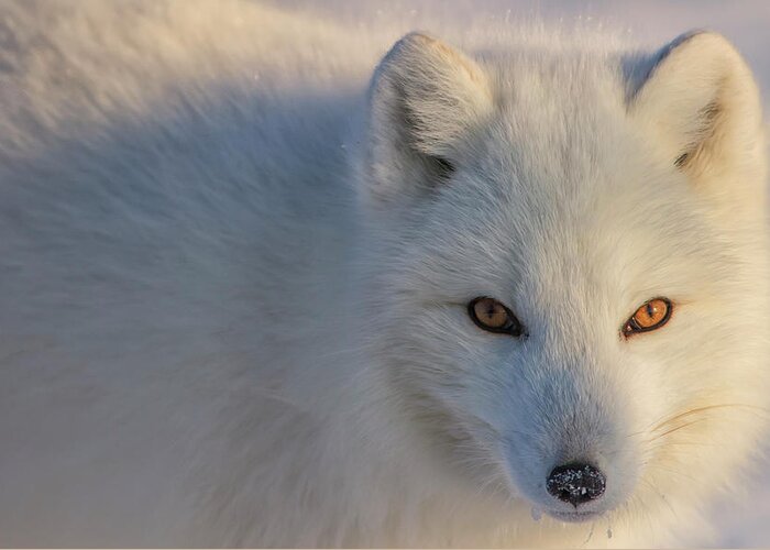 Arctic Fox Greeting Card featuring the photograph Arctic Fox Vulpes Lagopus Staring #1 by Robert Postma