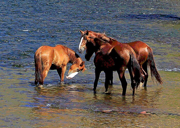  Greeting Card featuring the photograph Arizona Wild Horses on the Salt River #1 by Matalyn Gardner