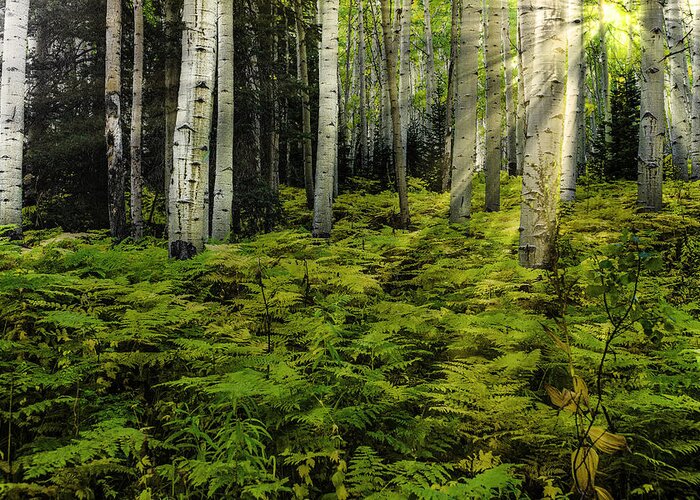 Colorado Aspens Greeting Card featuring the photograph Aspen Sunrise #2 by Donald Brown