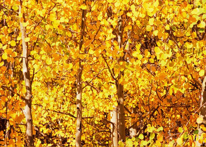 Photography Greeting Card featuring the photograph Aspen Trees In Autumn, Colorado, Usa #1 by Panoramic Images