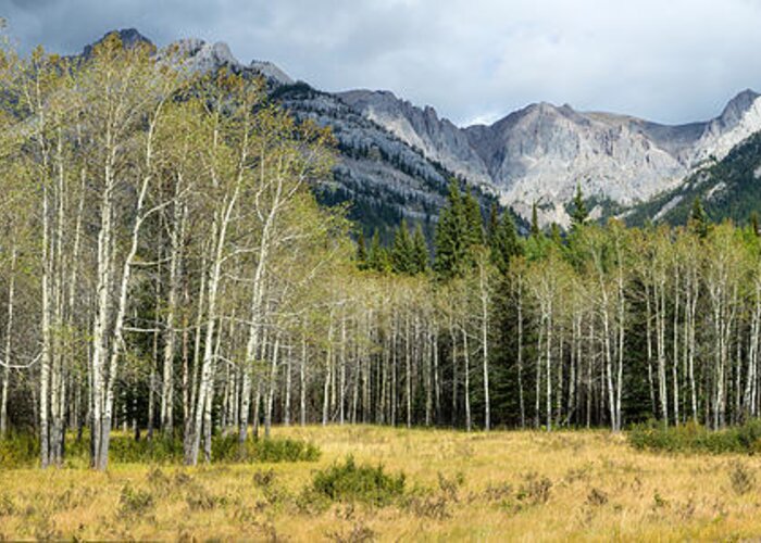 Photography Greeting Card featuring the photograph Aspen Trees With Mountains #1 by Panoramic Images
