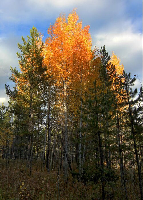 Aspens Greeting Card featuring the photograph Aspens 9 2014 #1 by Jim Painter