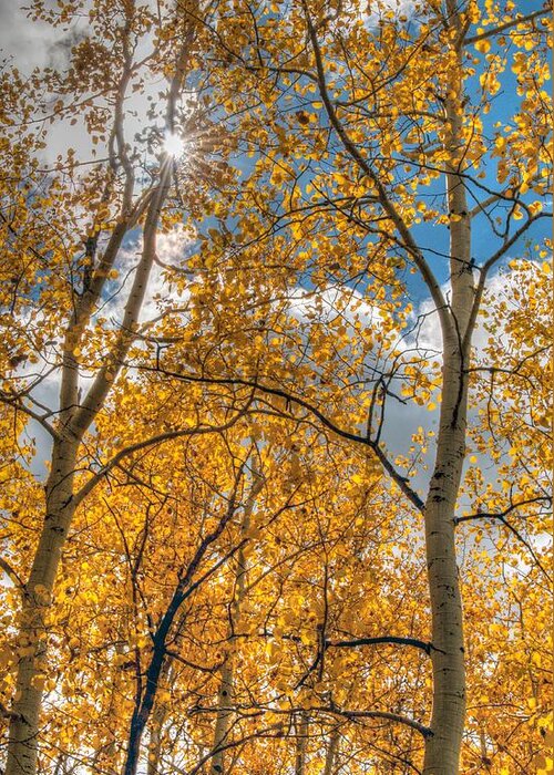 Aspen Trees Greeting Card featuring the photograph Aspens by Tam Ryan