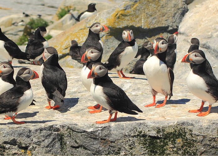 Wildlife Greeting Card featuring the photograph Atlantic Puffin Colony #1 by John Burk