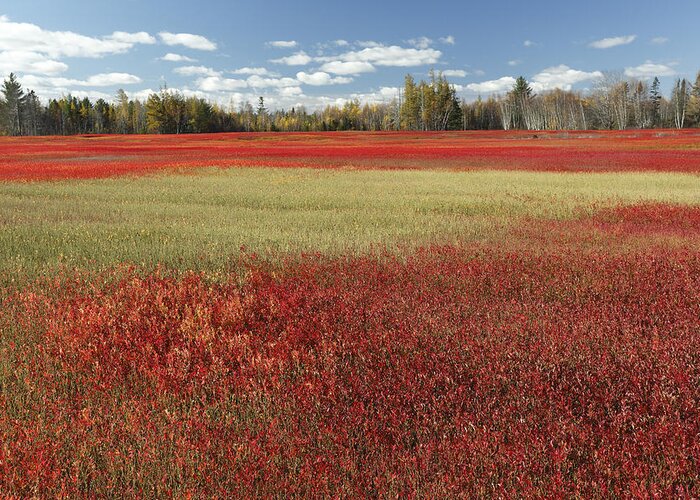 Feb0514 Greeting Card featuring the photograph Autumn Blueberry Field Maine #1 by Scott Leslie