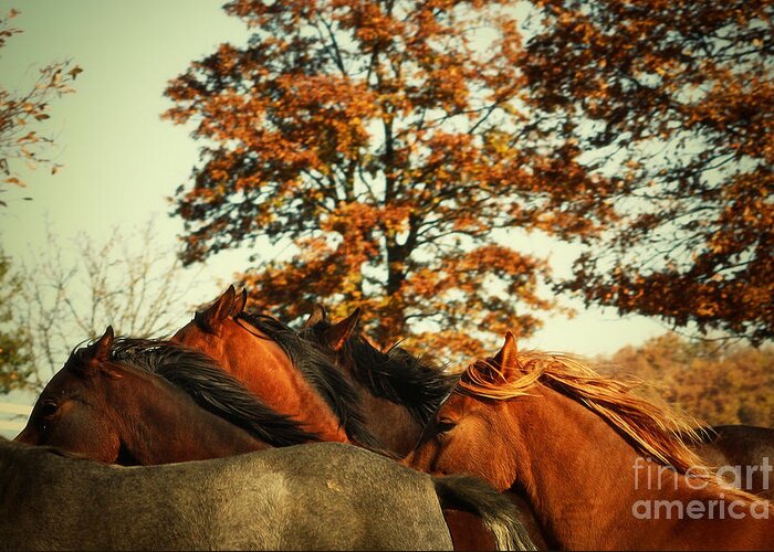 Horse Greeting Card featuring the photograph Autumn Wild Horses by Dimitar Hristov