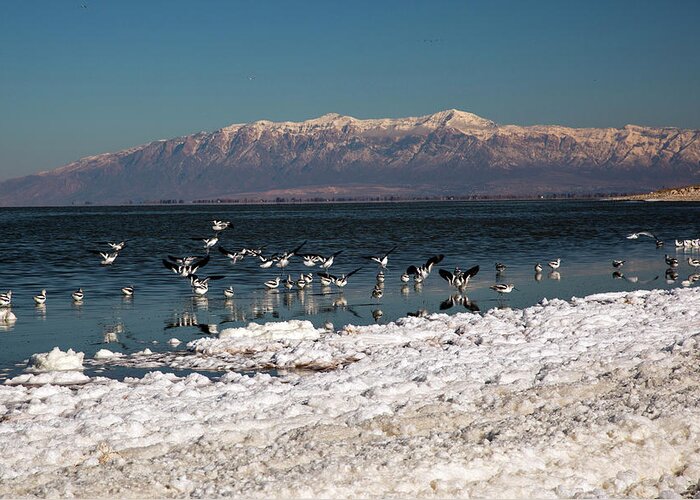 Antelope Island Greeting Card featuring the photograph Avocets On Antelope Island #1 by Jim West