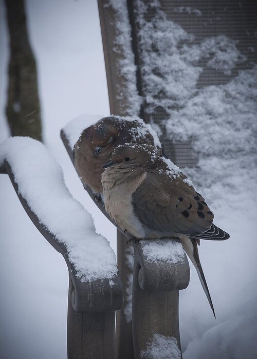 Dove Greeting Card featuring the photograph Baby It's Cold Outside 2 #1 by Phil Abrams