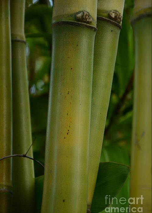 Bamboo Greeting Card featuring the photograph Bamboo II #1 by Robert Meanor