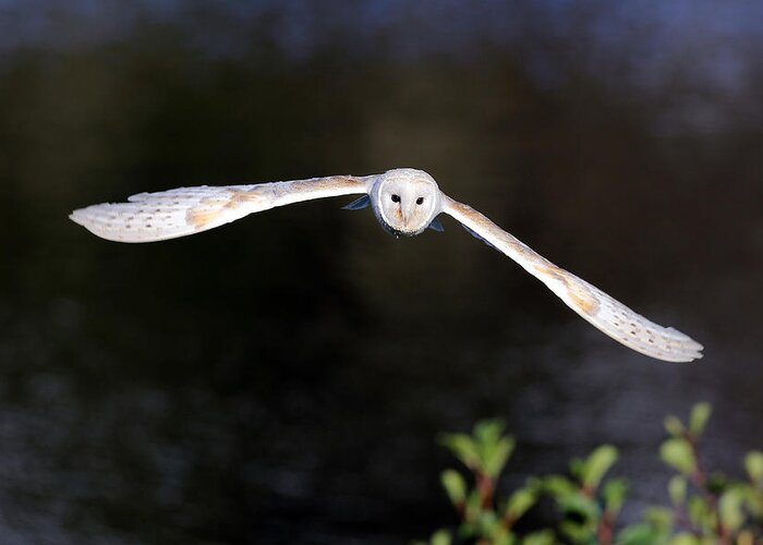  Animal Greeting Card featuring the photograph Barn Owl #2 by Grant Glendinning