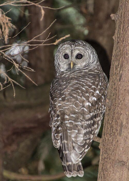 Barred Greeting Card featuring the photograph Barred Owl #1 by David Gleeson