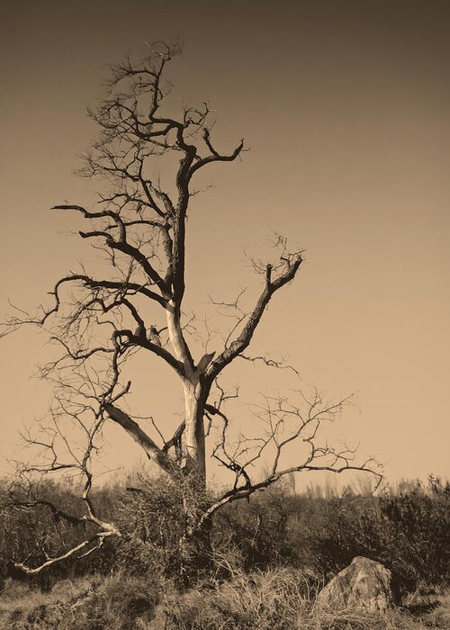 Tree Greeting Card featuring the photograph Barren #1 by Dave Hall