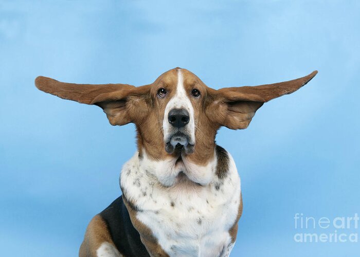 Dog Greeting Card featuring the photograph Basset Hound Dog #1 by John Daniels
