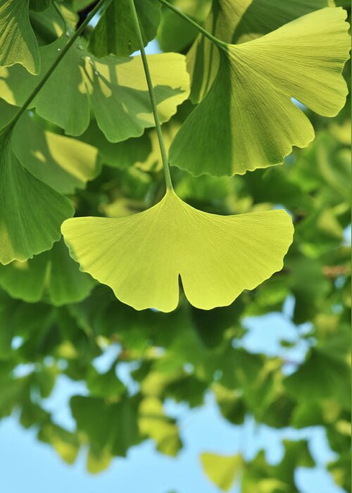 Ginkgo Tree Greeting Card featuring the photograph Beauty In Nature #1 by Caoyu36