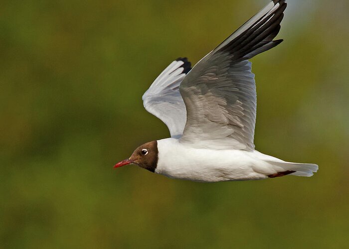 Gulls Greeting Card featuring the photograph Black Headed Gull #1 by Paul Scoullar