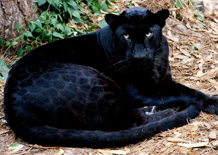 Black Leopard Greeting Card featuring the photograph Black Leopard #1 by Mark Newman