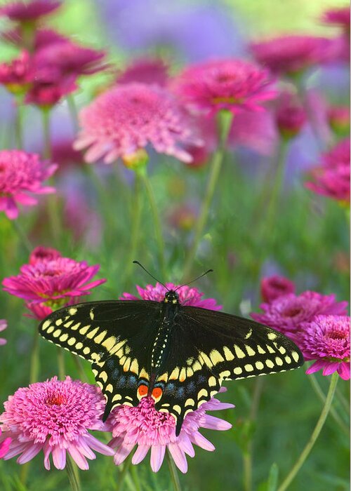 Black Greeting Card featuring the photograph Black Swallowtail Butterfly, Papilio #1 by Darrell Gulin