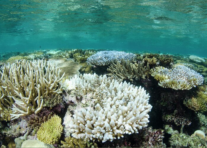 Biodiversity Greeting Card featuring the photograph Bleached Coral, Fiji #1 by Pete Oxford