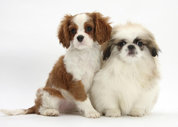 Blenheim Cavalier King Greeting Card featuring the photograph Blenheim Cavalier King Charles Spaniel #1 by Mark Taylor